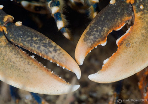 Lobster claws.
Menai Straits, N. Wales, Sept 09.
D3 105mm. by Mark Thomas 